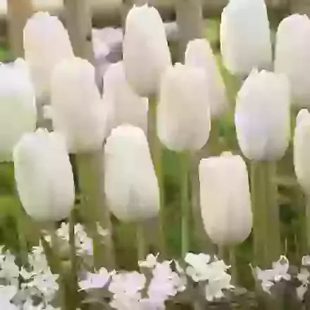 White Proud